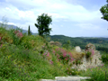Paesaggio del Peloponneso visto dal sito archeologico di Mistra